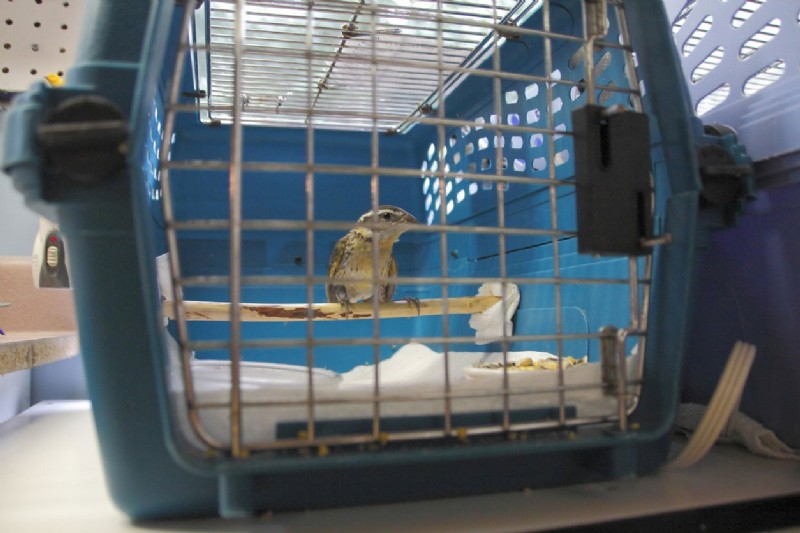 ELİF VETERİNER KLİNİĞİ Bakırköy Veterinerler, Hayvanlarda Aşılama